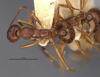 Media type: image;   Entomology 20613 Aspect: habitus dorsal